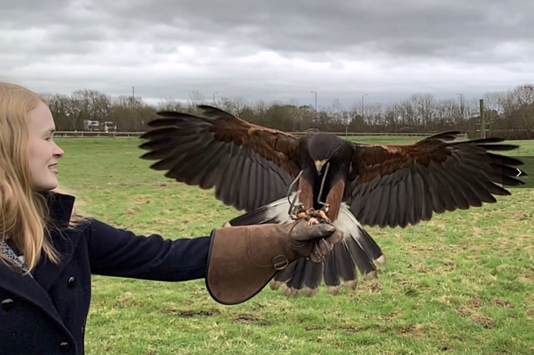 Events - The Falconry Experience 